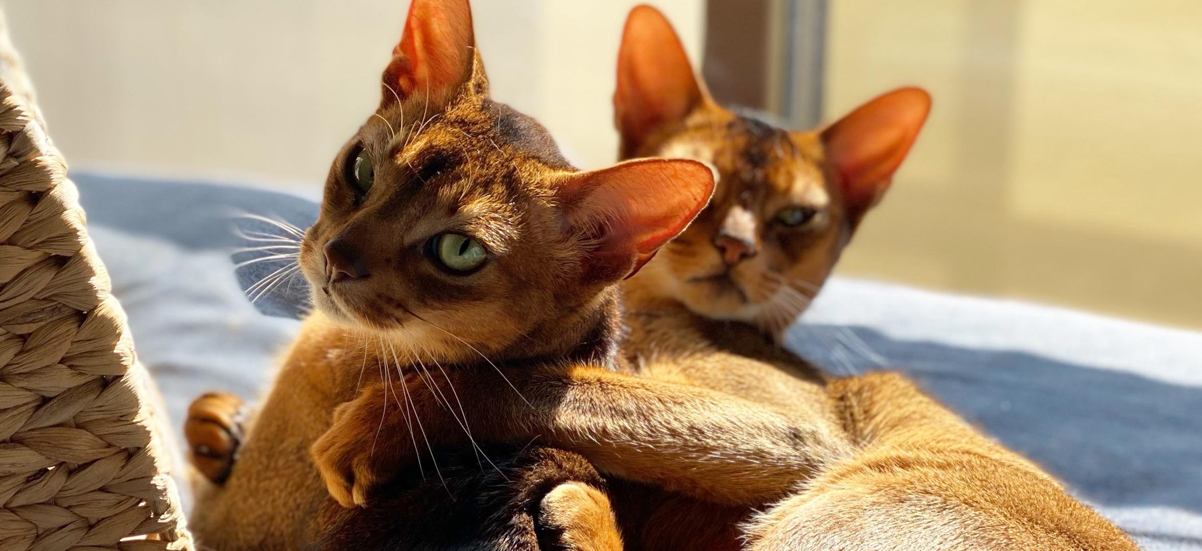 鎌倉ウエストサイド まちのポケット 鎌倉 アビシニアン 猫 を2頭飼いしている感想をお聞かせします